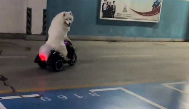 男子偶遇萨摩耶骑电动玩具车，狗子不仅会刹车还会拐弯