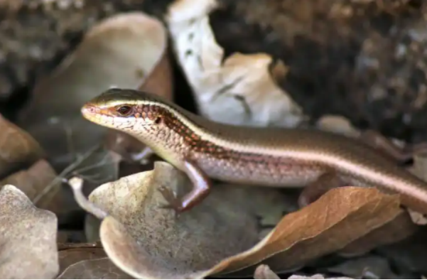 蜥蜴、水豚、土拨鼠等小众宠物走红，中疾控提醒！