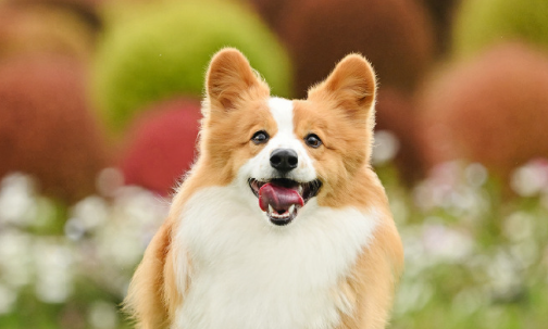 定制宠物纪念品市场火热，前景可观