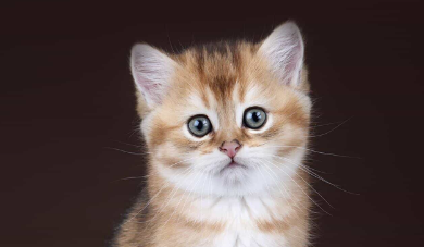 梅陇社区搭建“流浪猫驿站”，多元共治让治理更有“温度”