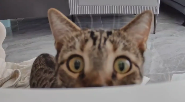 男子家里装监控，隔空呼唤猫咪！