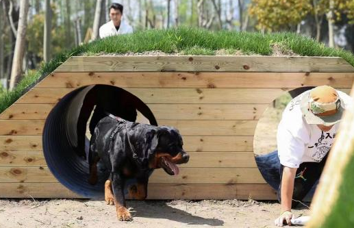 遛狗算不算全民健身项目？