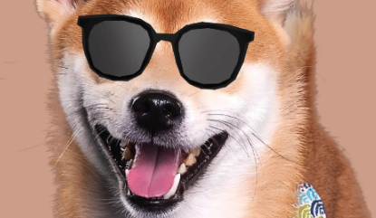 青岛企业“盯上”宠物经济细分赛道