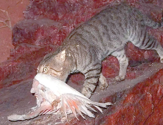 澳洲野猫成灾，每年捕杀众多鸟类，多种物种濒临灭绝