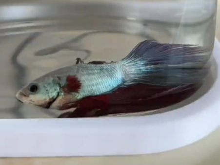 斗鱼躺在缸底，女子吓坏了，又是敲缸又是喊