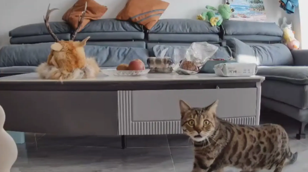 男子家里装监控，隔空呼唤猫咪！