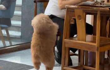 主人去修脚，狗子在大厅跟人作揖要饭吃