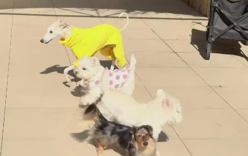 小萌宠撬动大经济 宠物消费迎热潮