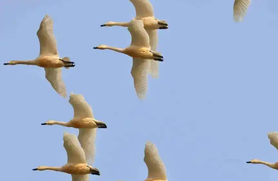 春季迁徙季基本结束 鸻鹬类鸟开始繁殖 崖沙燕回归石家庄