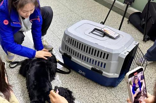 托运的不只是宠物，更是信任与温度
