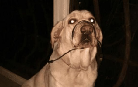 狗狗咬断了数据线，主人气愤拿起就捆嘴，见到爷爷回来非常委屈