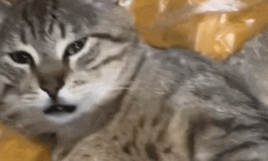 猫跑到店里的猫窝上睡着不走了，店主都不忍心打扰