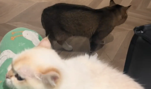 白猫依偎在女子身边，灰猫吃醋被气走了