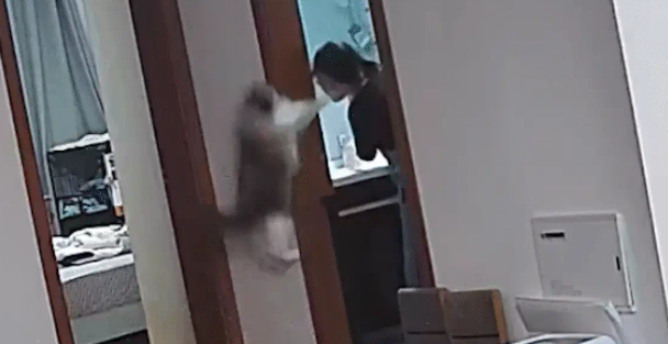 女子被猫咪莫名其妙跳起来扇了一巴掌。网友：猫咪居然会打人 