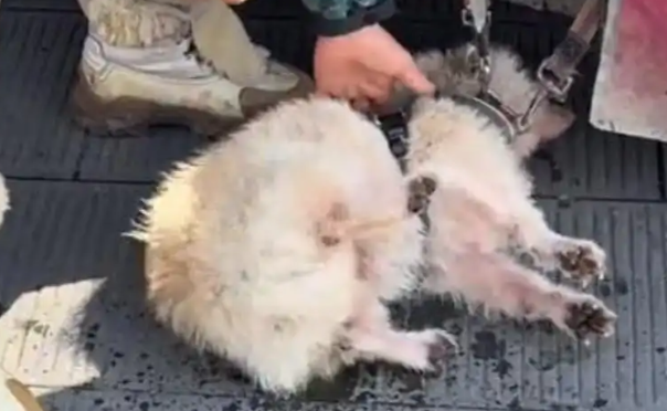 她和100多只毛孩子的“家”，看哭无数网友