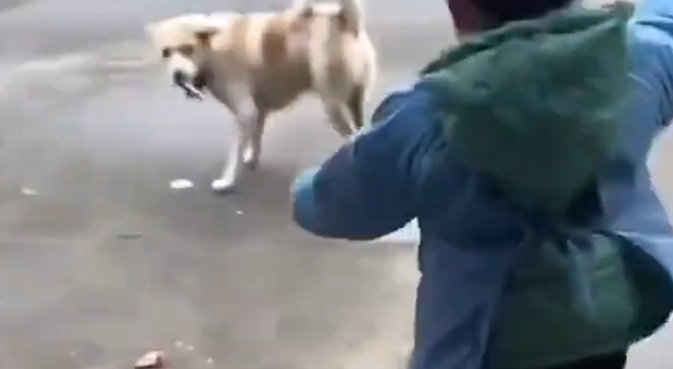 狗子抢了小孩的火腿肠，撒腿就跑！