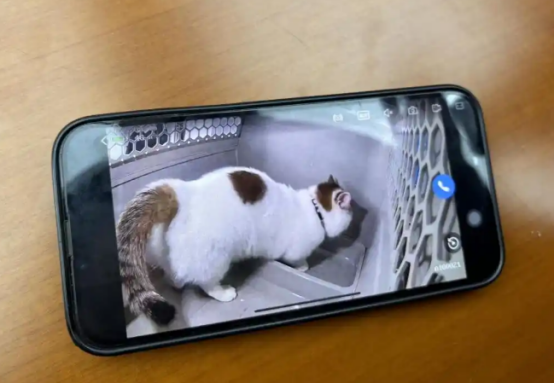 事关萌宠出行！高铁专用宠物运输箱大揭秘