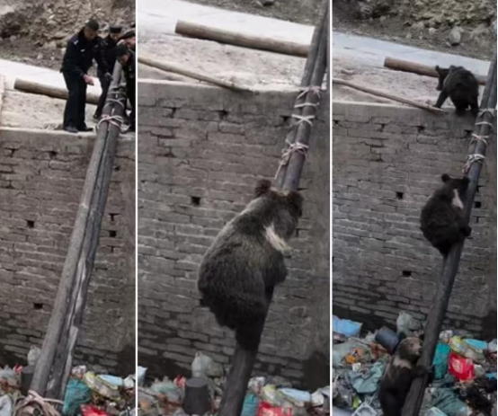 “倒霉熊”一家四口被困垃圾池