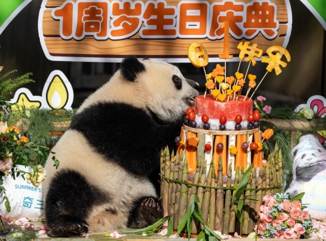 重庆动物园大熊猫“奇颖”满一岁啦！可爱抓周萌翻全场