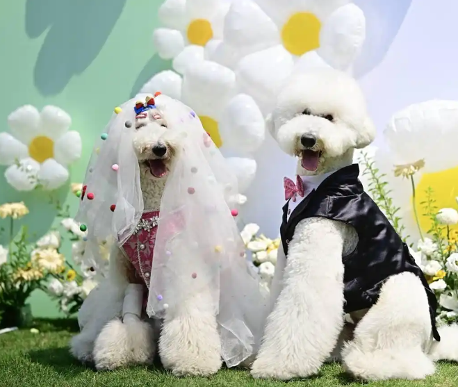 上海“铲屎官”为狗狗举办婚礼 造型师：单只狗造型花费上千元