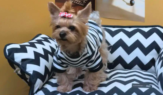 第四届上海宠物时装周开幕，打造宠物时尚咖啡派对