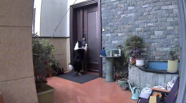 主人不在家，边牧会开门拿快递