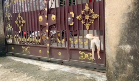 狗狗回家被卡在了门上，路人帮忙抬狗腿往里塞，这画面太好笑了！