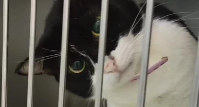 女子去宠物店取猫，找半天没找到，一抬头看到猫咪正歪头瞅着自己 