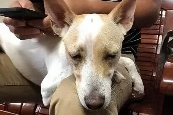 贪吃狗险丧命，主人这一波操作救了它！