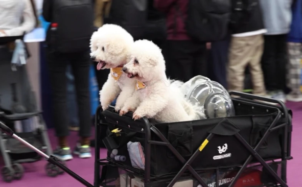 深圳宠物数量超百万，产业规模十分庞大