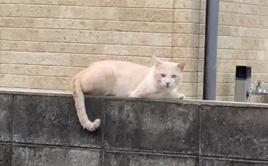 带小猫上门求助的猫妈妈，把食物主动让给孩子，几天后竟消失不见