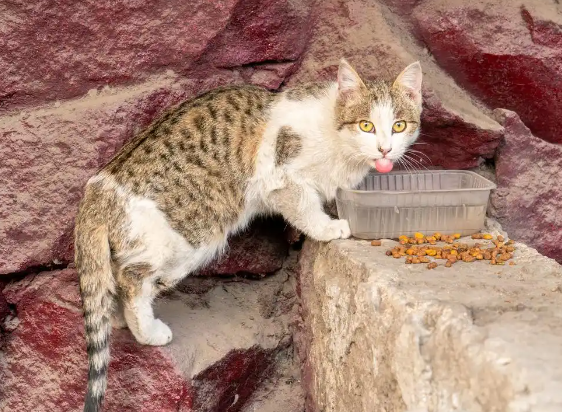深夜猫叫VS生物灭绝，流浪猫引发的蝴蝶效应