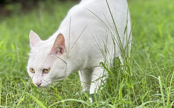 90后与守护流猫的"生命之光"宠物展全城暖心接力