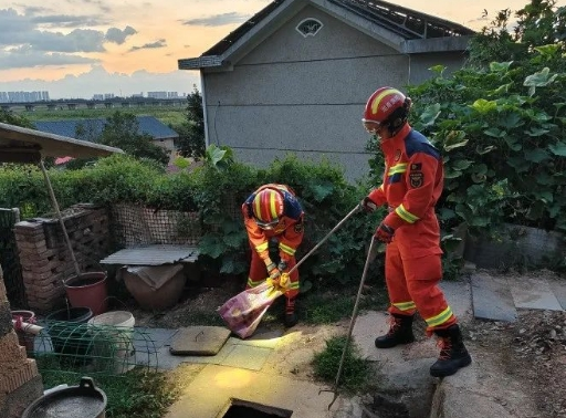 头皮发麻！长沙一居民家惊现眼镜蛇，长约2米！