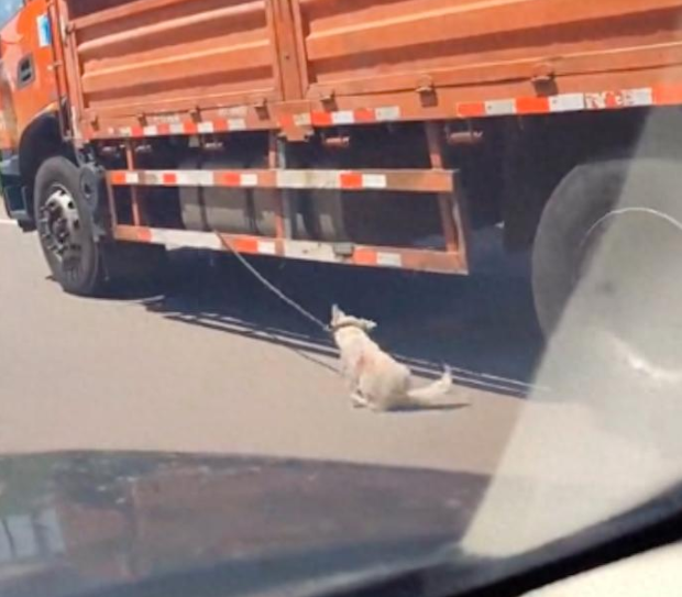 货车拖行看油箱的狗数公里，被人提醒才停下！