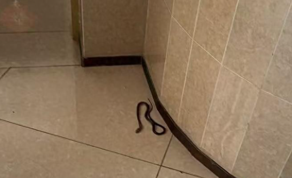  东莞小区百条宠物蛇：25 楼的生态危机