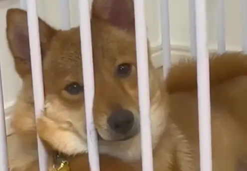 狗狗在笼子里用爪子托着脑袋，看着好像个人！