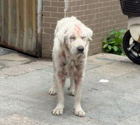 患皮肤病的流浪狗被投喂后，就要跟好心人回家