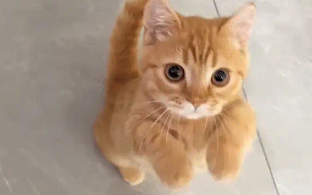 猫咪想吃薯片，急得给主人作揖。猫咪：人，求赐薯片 