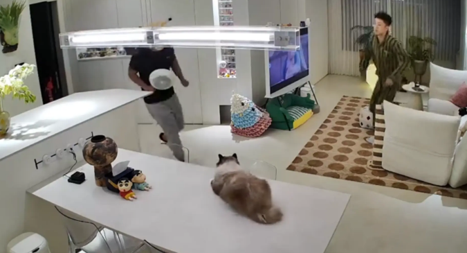 男子让朋友扮成劫匪，把猫咪抢走带去绝育 