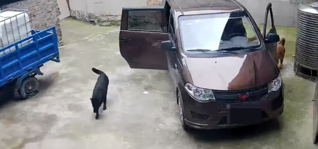 男子忘记关车门，狗子开车撞了墙