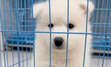 女子网购宠物遇陷阱！到货的“萌宠”是病狗