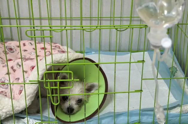 宠物医疗为何频现“糊涂账”？