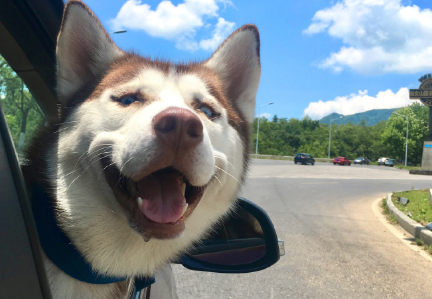定制宠物纪念品热，消费者在仪式感中寻找情感出口