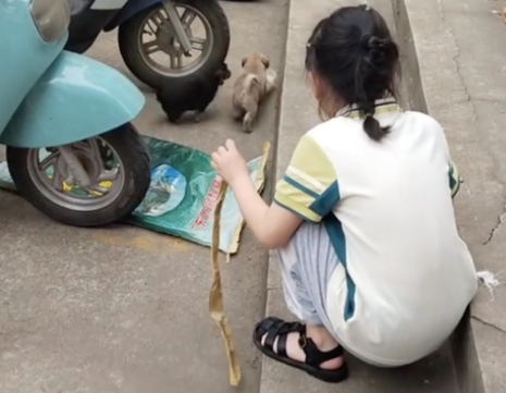 四只小土狗被遗弃在校门口，先后被家长和老师领养走
