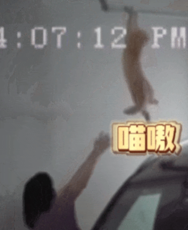 猫咪抓着管道下不来，急得嗷呜叫
