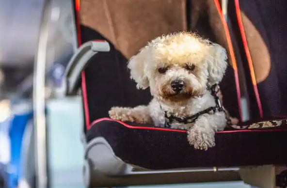 高铁宠物托运暖心创新践行服务宗旨