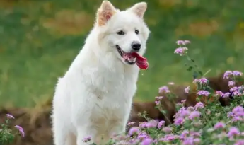 送宠物店洗澡的小狗因店员疏忽跑出被撞死：主人索赔数万，协商未果