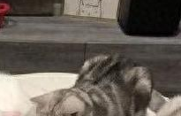 女孩收养新小猫，五只大猫“监视”吃饭引发热议
