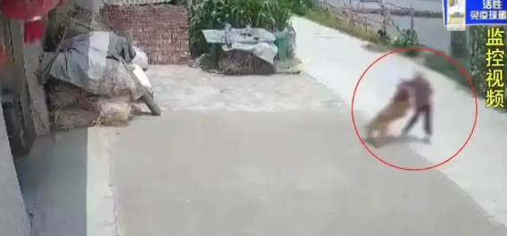 宠物狗引发损害责任纠纷案，邻居不愿赔10万